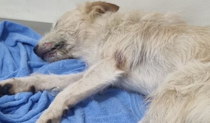 O Farelo foi atropelado, ajude a arcar com o tratamento!