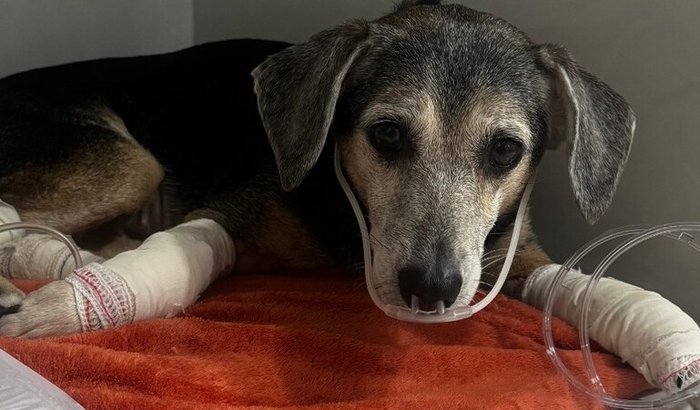 Ajude a salvar a Pituquinha 🐶💖