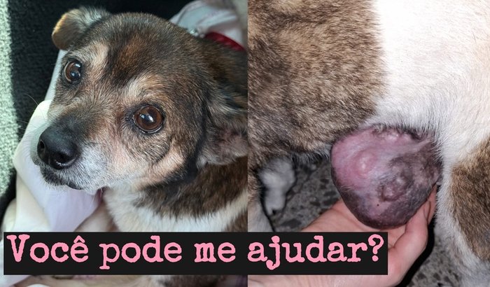 Você pode ajudar a Pipoca?