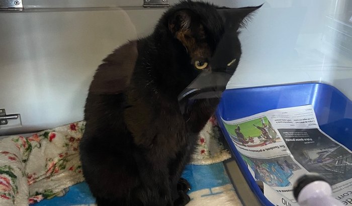 Ajude o Francix com a Felv