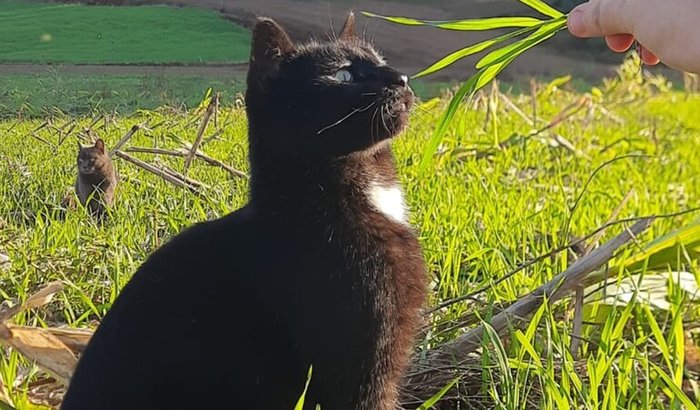 Ajude a salvar a vida do Mike