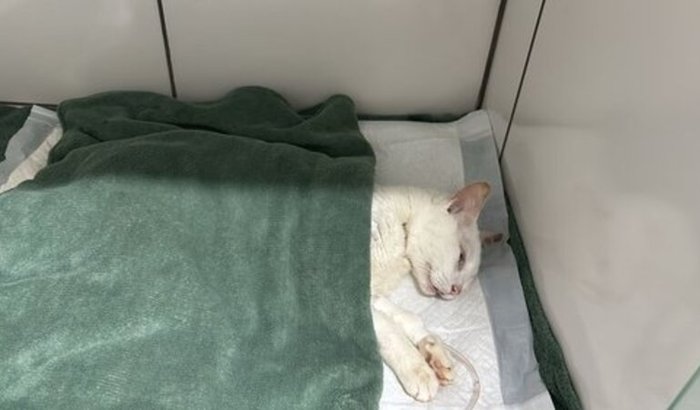 🐾 Cistotomia e colopexia — nos ajude a continuar o tratamento💛