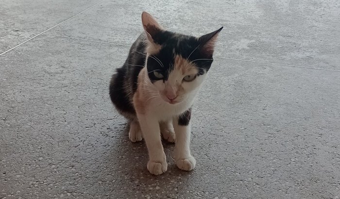🐾 Ajude a Salvar Gatinhos em Situação de Rua 🐾