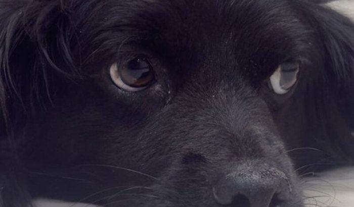 SOS Cirurgia Cadelinha Natalia