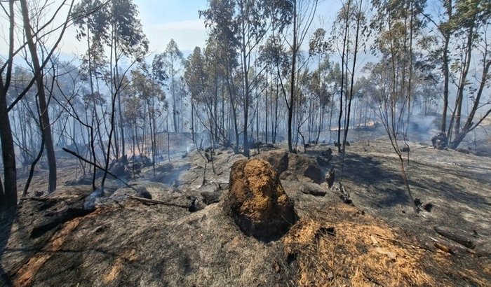 Uma árvore muda tudo!