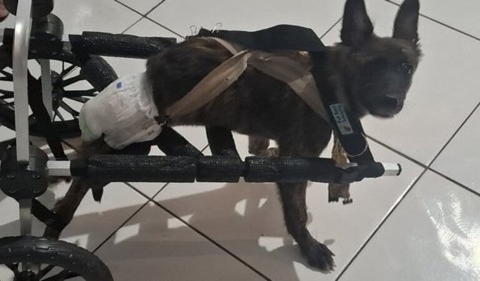 Preciso comprar um abrigo para meus 40 gatos e 6 cachorro.