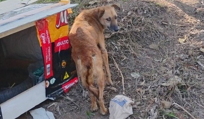 Ajude quem não pode pedir socorro cachorrinhos e gatinhos de rua