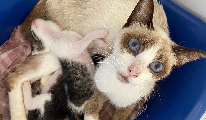 🐾 Ajude a Jade a ter uma nova chance! 💛