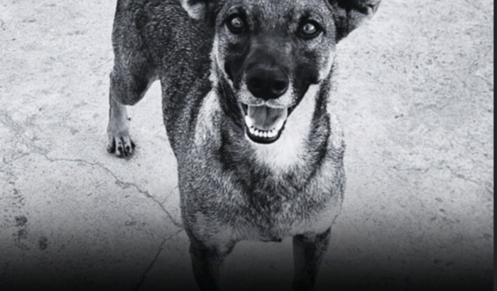 Encerramento do tratamento do Rodolfinho.