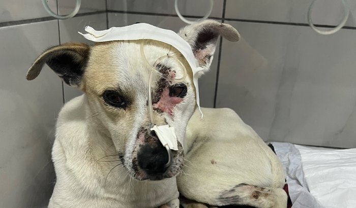 Salvar a vida do Simba