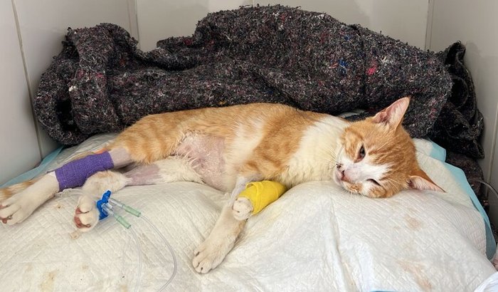 AJUDE SALVAR O JORGE