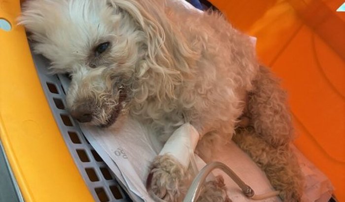 🐾💔 Ajude o Dexter a lutar pela vida! 💔🐾