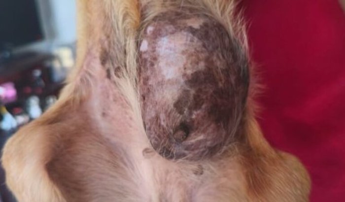 Ajude Duquesa a fazer a cirurgia de retirada do tumor na mama