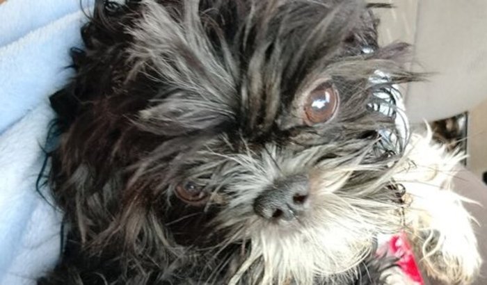 Ajude a salva a Meg ela e uma cachorrinha que foi atropelada e precisa urgente passa por uma consulta 