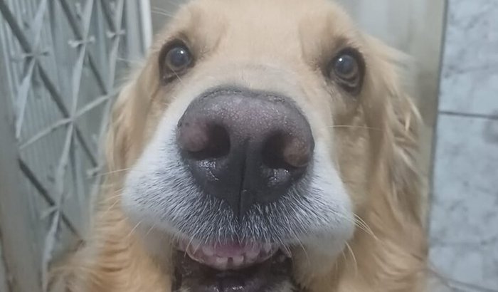 Ajuda nos procedimentos, exames e internação do Rubito Golden