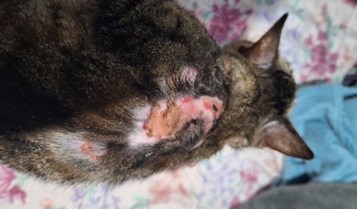 Canil e Gatil + tratamento de fungo