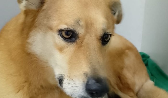 Nossa cachorrinha Nala precisa da sua ajuda para tratamento 