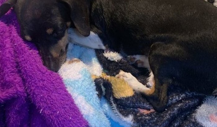 Ajuda pra nossa cachorrinha princesa 