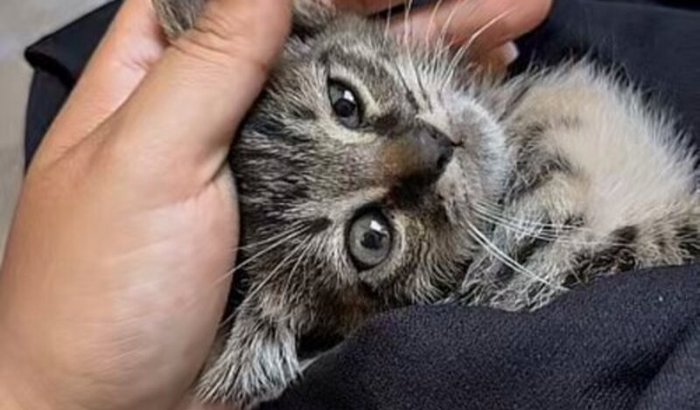 Cirurgia da estrelinha 