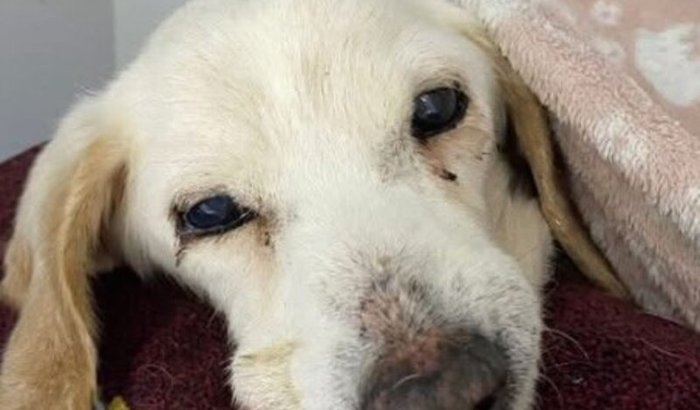 Hospitais e tratamentos agosto e setembro dos cães resgatados 