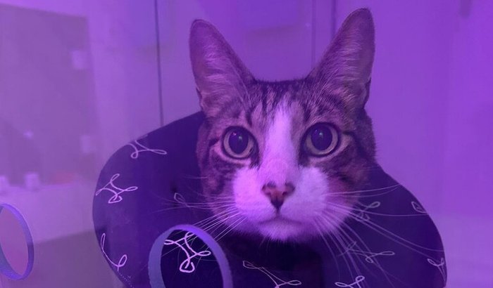 Tratamento do Bululu