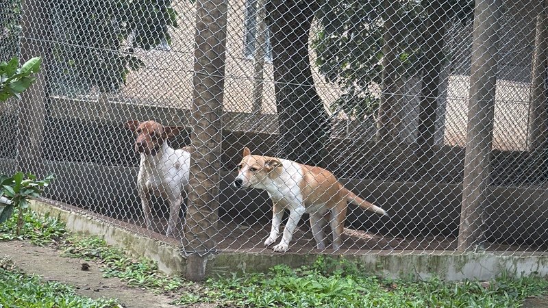 Construção de canil e reforma de telas 