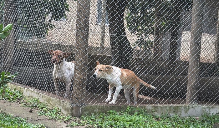 Construção de canil e reforma de telas