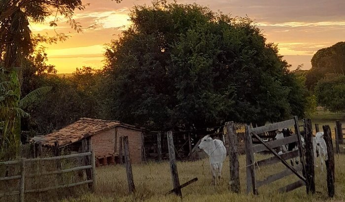 Vaquinha pra comprar um novo celular e continuar criando conteúdo sobre plantinhas