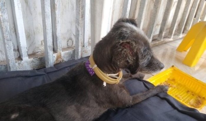 Ajude nos a ajudar a Maia 