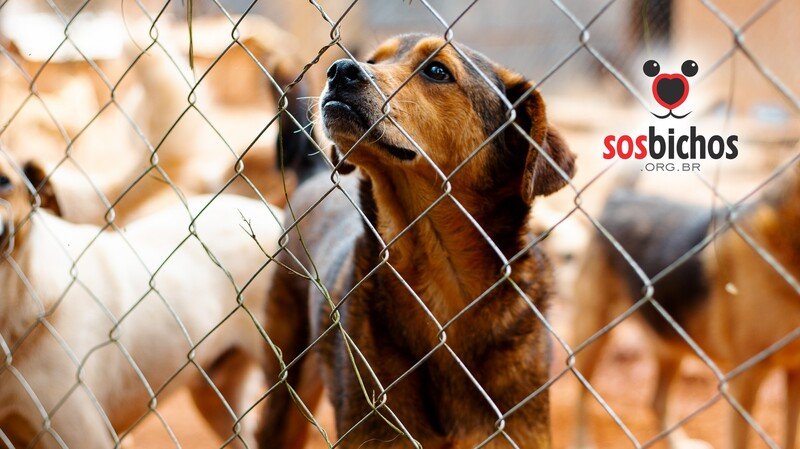 Alimento para animais indefesos! Nos ajude a ajudar!