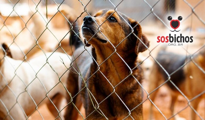 Alimento para animais indefesos! Nos ajude a ajudar!