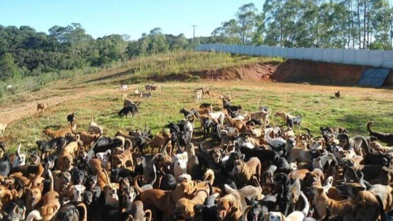 Despesas Veterinárias Amigo Animal