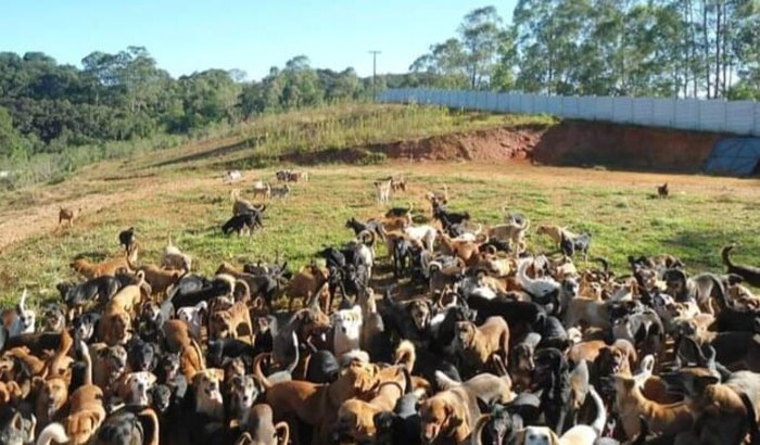 Despesas Veterinárias Amigo Animal