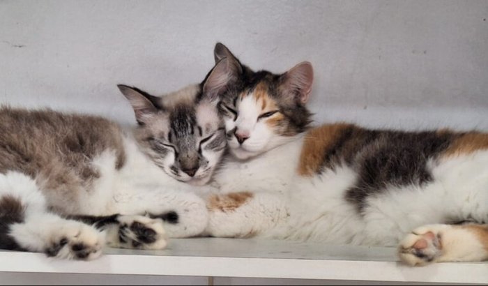 Continuem ajudando a salvar 104 vidas