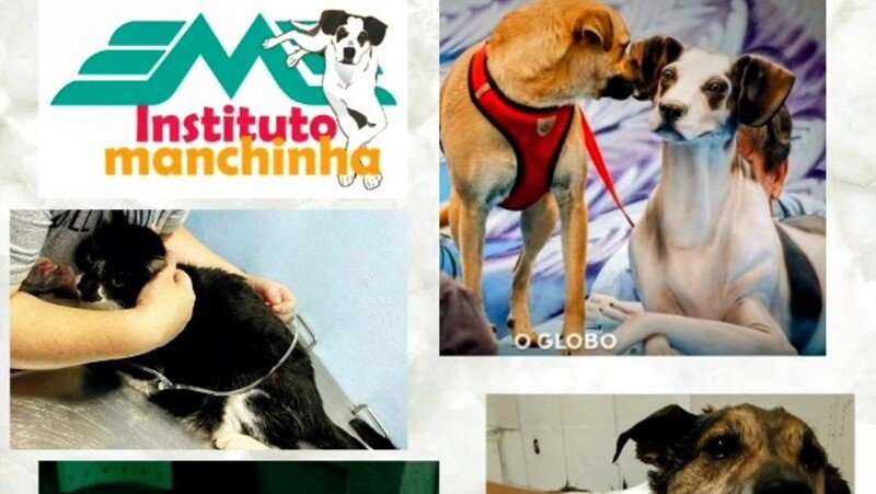 Construção de uma clínica veterinária com atendimento popular e manutenção das despesas dos animais resgatados.