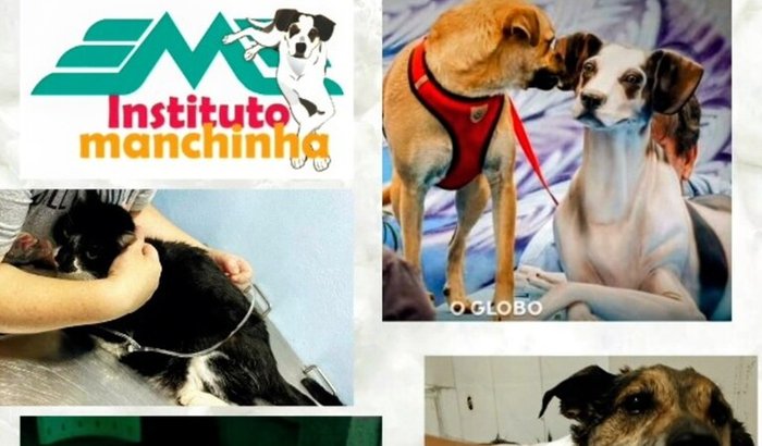 Construção de uma clínica veterinária com atendimento popular e manutenção das despesas dos animais resgatados.