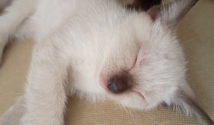 Os remédios de dor pra Castração dos Meus gatinhos