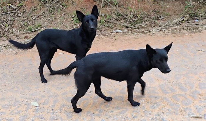 Vamos garantir segurança para os 3 cães abandonados do vovô!