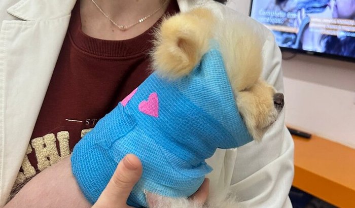 Ajude o floquinho a voltar a abanar o rabinho