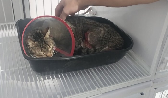 Ajude na recuperação do Véio 🐱