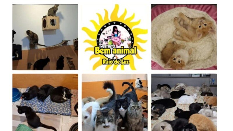 Ajuda para construir  o abrigo 