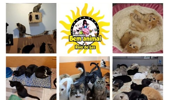 Ajuda para construir  o abrigo 