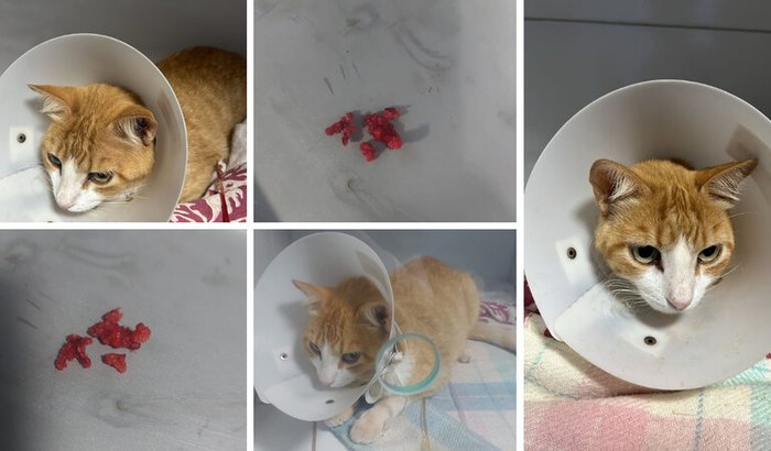 💙 Ajude o Gui a voltar a fazer xixi