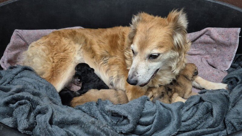 Castração é um ato de amor