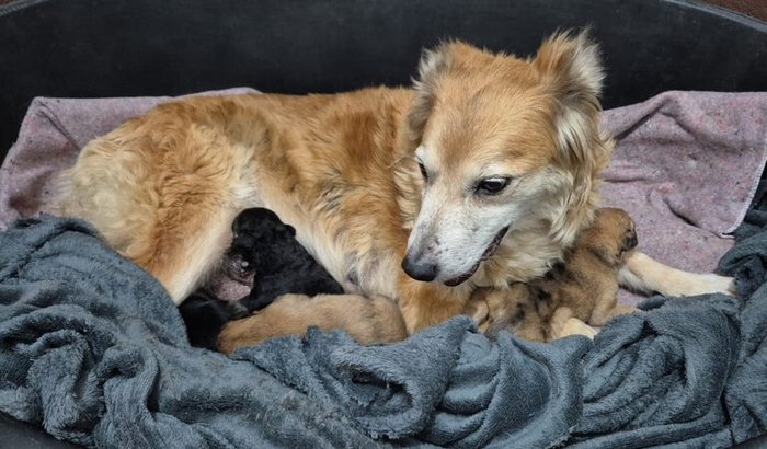 Castração é um ato de amor