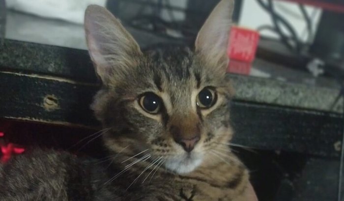 Tratamento e Cirurgia do Poyo