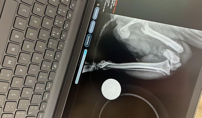 CIRURGIA EMERGENCIAL NA MINHA PET