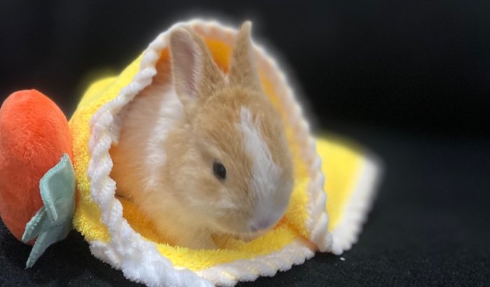 Ajude a cuidar da pata de Sofia