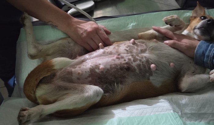 Ajude a Lurdinha (cadelinha de rua, gestante com tumor vulvar)