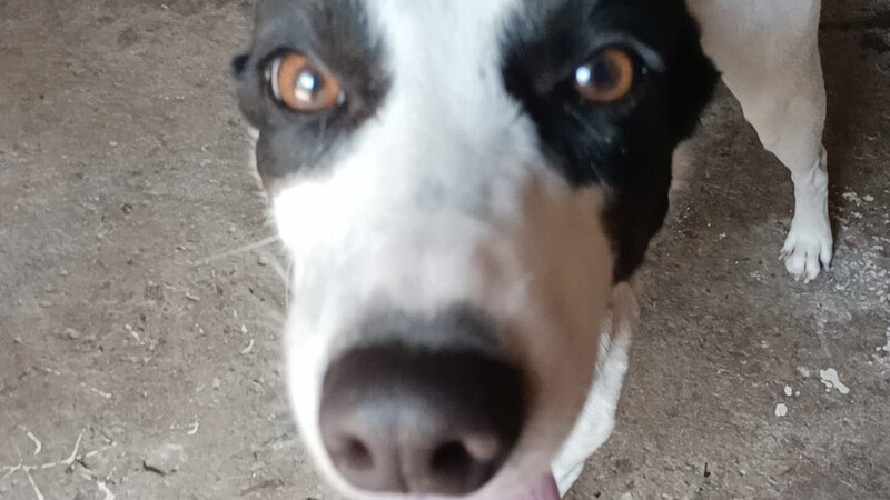 Não deixem a ong "morrer" 